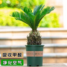 铁树盆栽小苏铁苗室内客厅办公室绿植净化空气公母一对四季常青