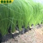 青州工程绿化花海苗木