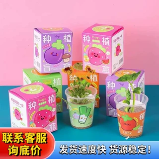 儿童盆栽植物盲盒新款幼儿园绿植种子桌面摆件学生奖品礼物小盆栽