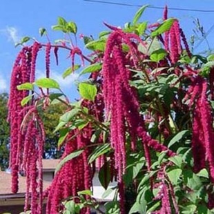 ���ܷN�� �̨ͥԺ�׷N β���{�N�� �ς}�� �Ϙ������˹�