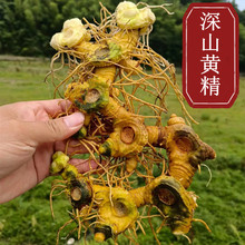 【山区鲜黄精】大别山农家老虎姜山姜现挖现卖 鸡头黄精包邮500克