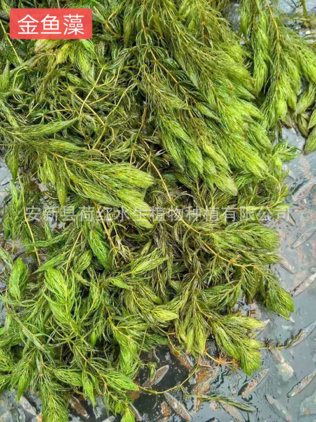 mmexport1568163333635