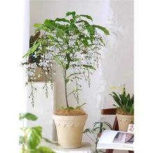 �M�ڴ��z���򻨻����Ԏ������Gֲ�҃ȴ���ֲ���ļ��_��������B��