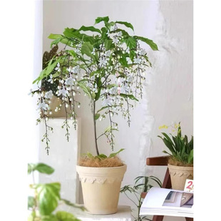 �M�ڴ��z���򻨻����Ԏ������Gֲ�҃ȴ���ֲ���ļ��_��������B��