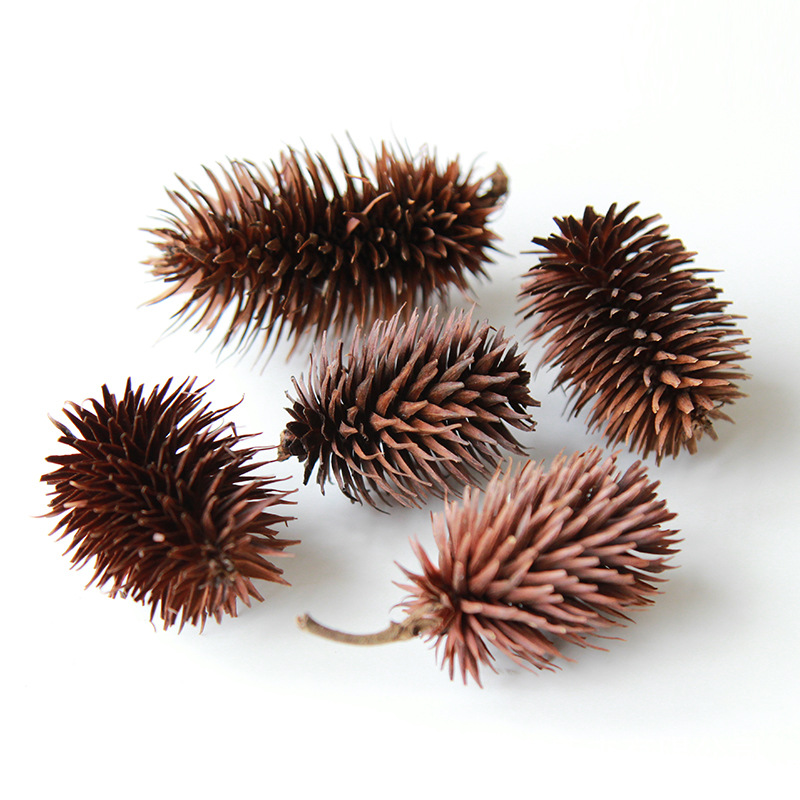 Quả tuyết tùng màu chính [10 cái trong một túi, khoảng 20 gram]