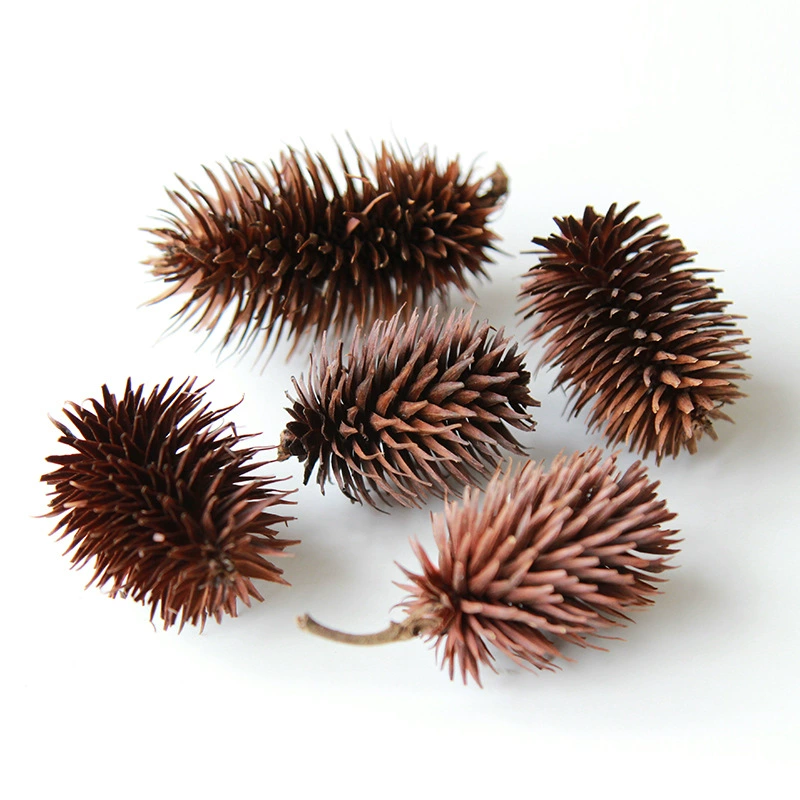 Dry Flower DIY Materials [Dry Fruit] Madman Sommelier Candle Plant Simagon Handmade Class Dry Flower Dry Branches Material