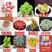 ���� ����ֲ��M������ ���w����ֲ�� �ҵ� ��¶�Gֲ��������