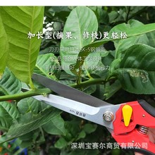 ̨��������7929���L����֦���� ��ժ���� ϡ����֦������������