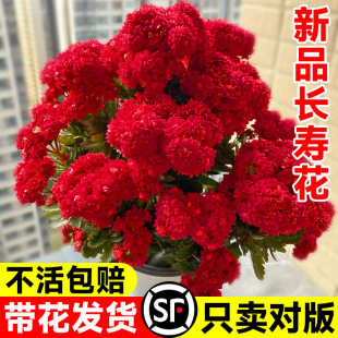 ��Ʒ�L�ۻ����Ԏ��������B�ļ��_���ذ�����̨���ܾGֲ���҃�