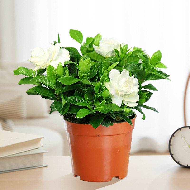 [한정특가] 90#치자나무(원토-계절꽃) + 영양액