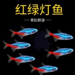 红绿灯鱼活体小型灯科鱼热带鱼观赏鱼草缸群游上海渔场批发可混养