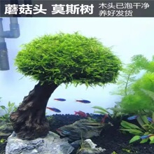 Ī˹����wˮ�ݑ��˳�ľ�~���쾰ӭ�������͆��^Ī˹���Ʒ����