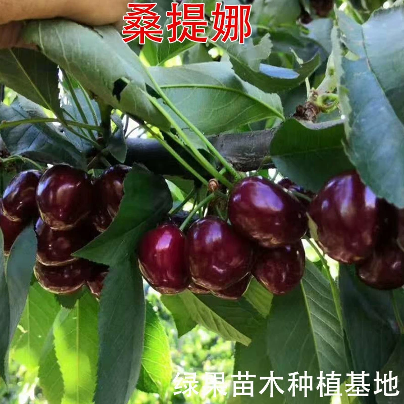 Саженцы вишни Сантина крупные, саженцы вишни, саженцы вишни с прививкой, саженцы фруктовых культур на севере и юге, горшечные и наземные растения.