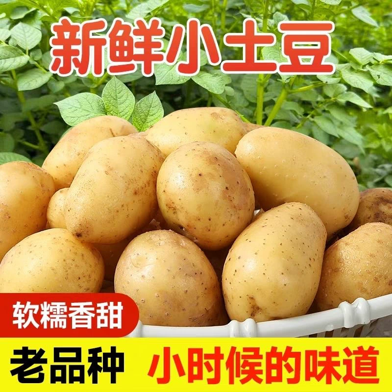 Маленькая картофельная картошка Enshi, свежий картофель желтого сердца, мини-картофель, картофель Хубэй, сезонные овощи, бесплатная доставка