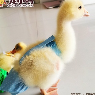 �������Z�u�򲻝� �������������ƷС���Z�򲼶�ʺ���·�