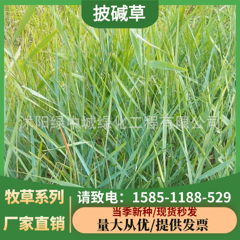 Склон семян Elymus Стабилизация почвы Склон семян Elymus dahuricus и устойчивость к засухам и солености и щелочи Многолетние Четыре сезонных кормовых семян травы