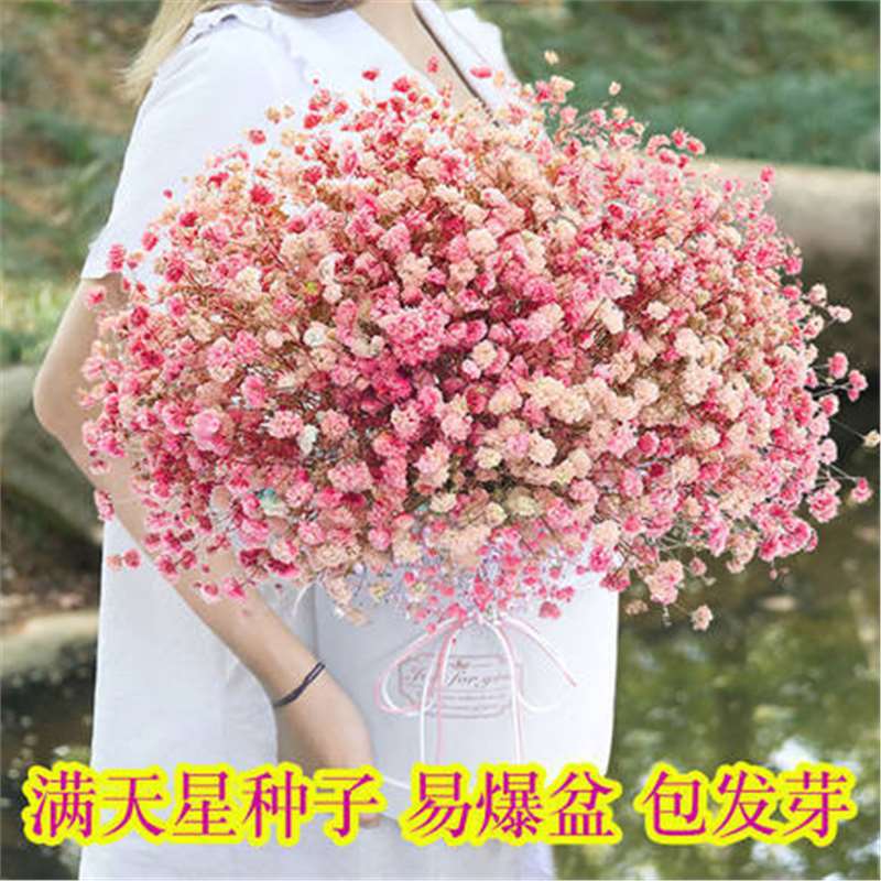 满天星花籽盆栽种子四季易种易活室内外阳台花卉花草种孑籽