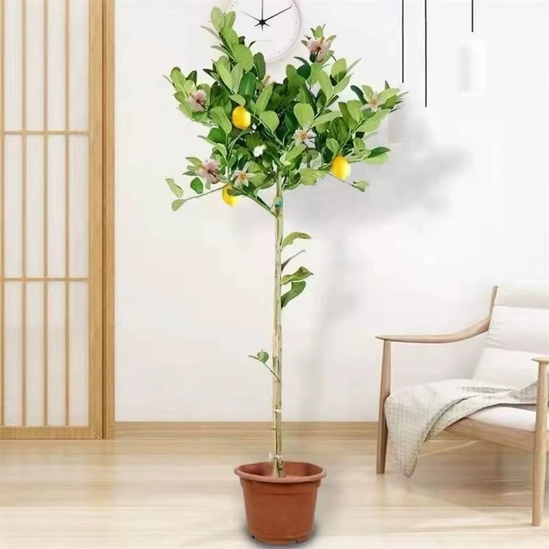 Лимонное дерево Высокая палочка Лимонный саженец в форме дерева Eurek Большие духи Лимонный саженец Двор в горшке Бесплатная доставка в помещении
