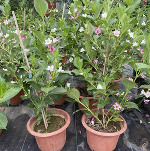 һ�����l����\���� ͥԺ�������Ե��������t�����\�������\����