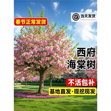 ĘߗUͺĹԵͥԺLļ_ܺB