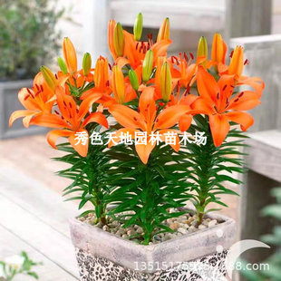 Double-Flowered Lily Bulbs, Imported Perfume Lily Bulbs, Large Balls, Courtyard Balcony Potted Plants, Four-Season Perennial Plants