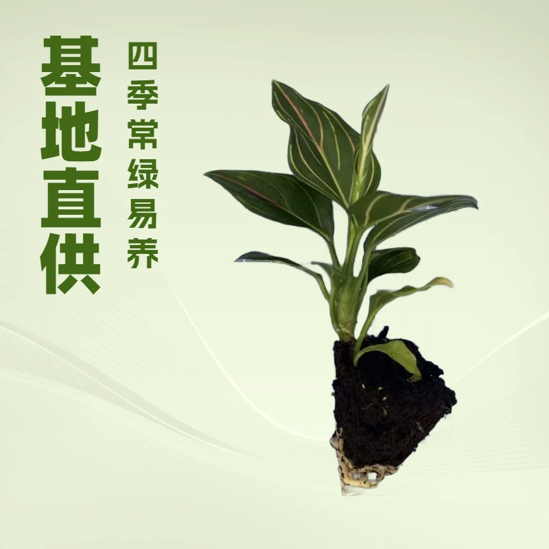 Производитель предлагает оптом зеленые растения для офиса и дома, горшечную траву с красными прожилками и грубой текстурой, а также рассаду садовых цветов, выращенную методом тканевого культивирования.