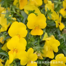 ��������Nֲ���� �ͺ����ܽ��� �����@�־G�����̽�������