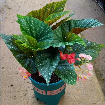 Дропшиппинг бамбуковая бегония в горшке с большими листьями и пятнами, легко живет в любое время года, листва на балконе, зеленое растение бегонии