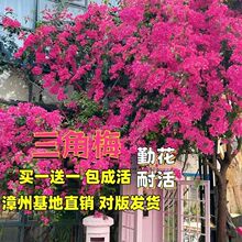 �ذ�����÷����������ͥԺ����÷���ļ��_���Ϙ������ֱ�l�N