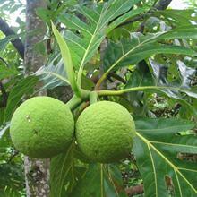 �����N��������_�ۘ��R���������������ľ���Ͳ������������