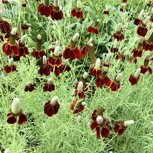 ��ԭ��ɫ�ɹ��շN�����F���N����ͥԺ����������ͺ��ͺ�ؚ��͟�