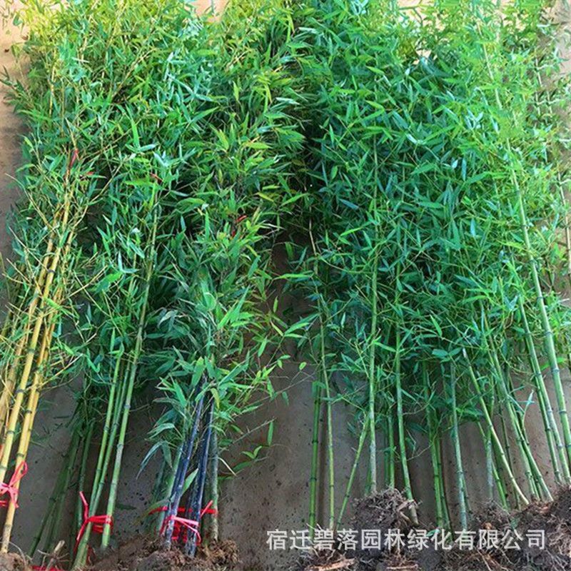 四季青竹苗基地批发庭院绿化园林耐寒植物庭院内观赏竹子苗绿篱