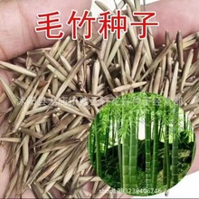 新采摘竹子种子 毛竹种子 茅竹种子 大型竹楠竹种子可食用包邮