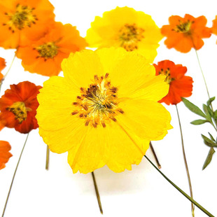 Sulfur chrysanthemum Dried Flower Embossed Plant Specimen DIY Photo Frame Table Lamp Bookmark Amazon Cross-border Hot Selling Wholesale Bet Flower
