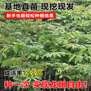 ���ۘ��m�޽�����ˮ�����烦�����Aʯ���Ϸ��ļ��Nֲ���Ԯ���Y��