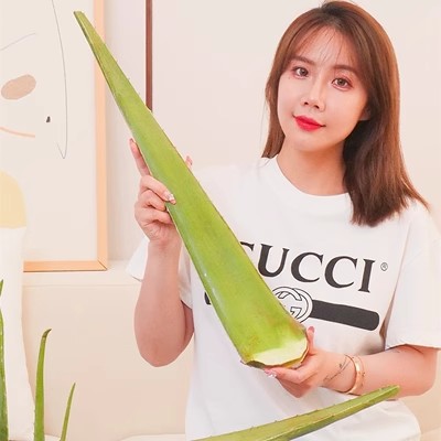 식용 알로에 베라 잎 1.0kg 팩
