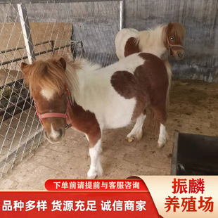 �������u�T���R�� �������u���^�T�� ��܇���_�R �����H���w��