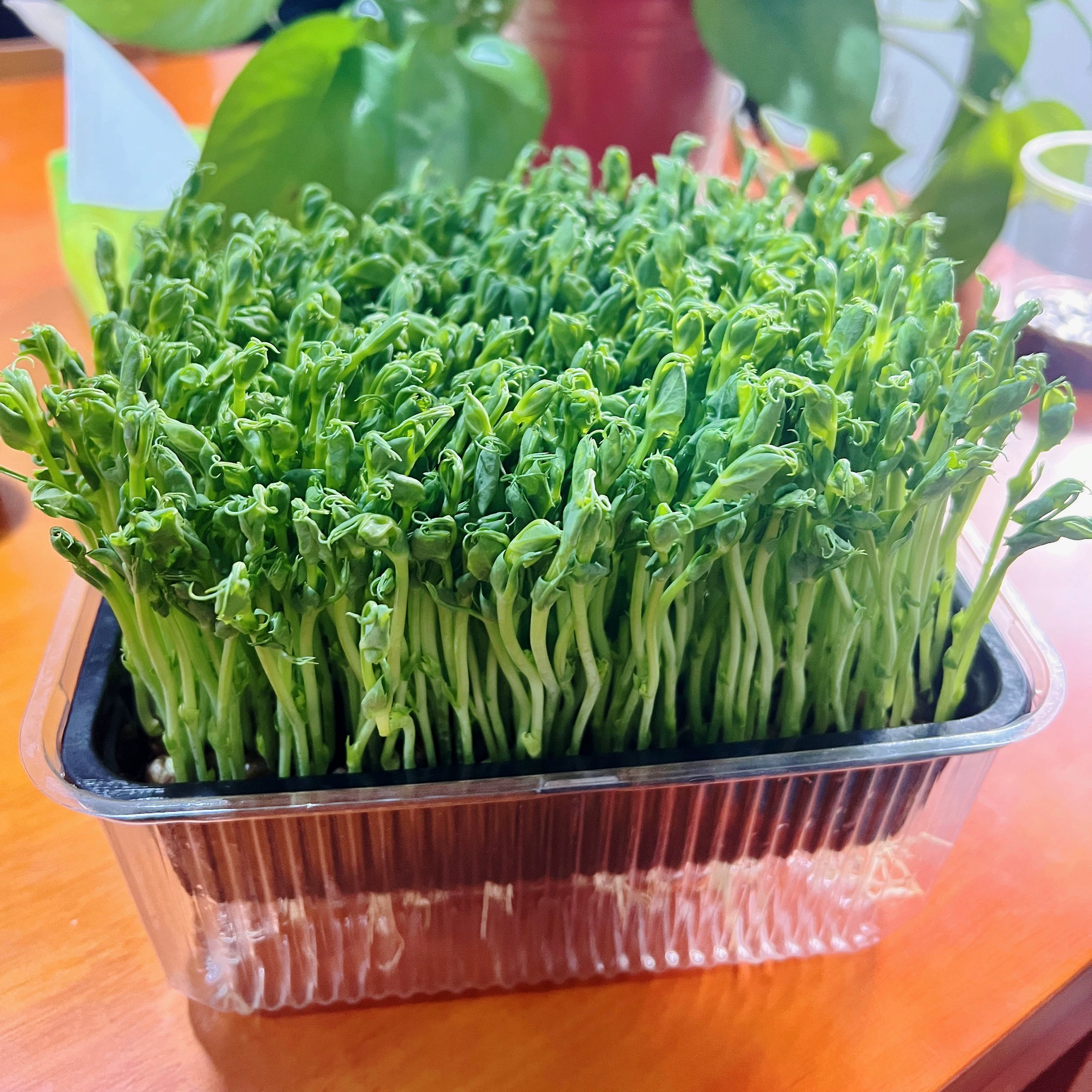 Коробка для выращивания рассады