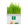 Cat grass wholesale wheat seed seed water cubes of potted plants and cowonal slices of cats mint snack cat supplies