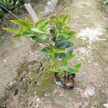 大量供应茶梅球茶花美人茶品种齐全球型柱型茶梅绿化工程地栽苗