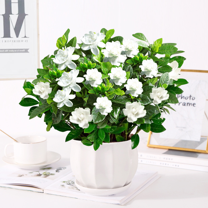 [메인 사진 스타일] 200#대형 치자나무(새싹이 있는 다이아몬드 세라믹 화분) + 영양액