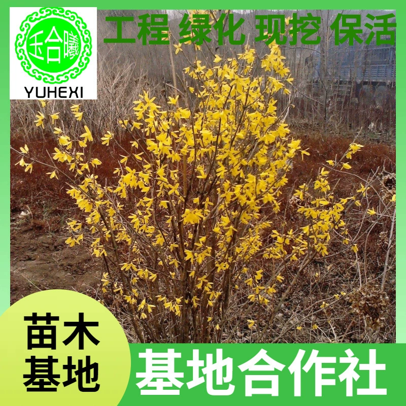 Золотистый бузинник, живописная изгородь из бузины, северо-восточный золотистый бузинник, саженцы бузины, северо-восточные саженцы