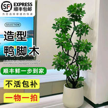 �W�t���_ľ�Ϙ����;Gֲ���Կ͏d���^�Z��ľ�˷���ֲؔ���k���҃�