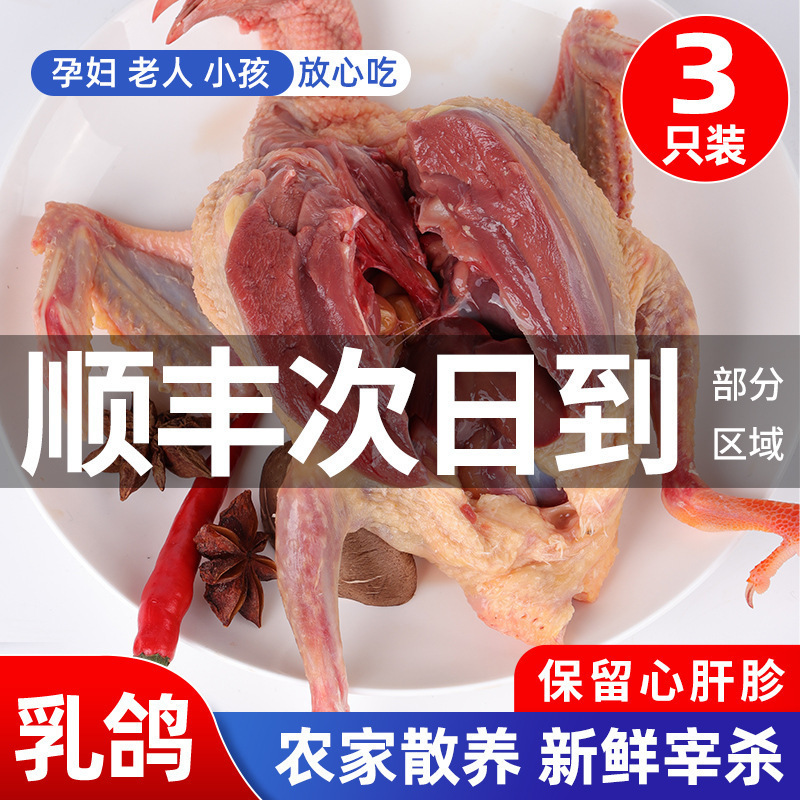 Wholesale Meat Pigeons, 5 Pigeons, Farm Pigeons, Free-Range Baby Pigeons, Whole Box of Freshly Killed Pigeons, Old Fresh Pigeons