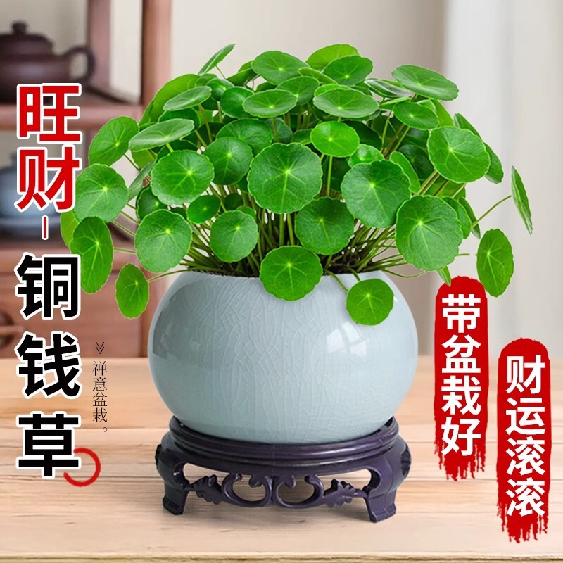 Large-Leaf Money Plant Potted Plant, Premium Living Room Flower, Money Plant Greenery, Prosperity Plant for Desktop or Office Large-Leaf Money Plant Potted Plant, Premium Living Room Flower, Money Plant Greenery, Prosperity Plant for Desktop or Office