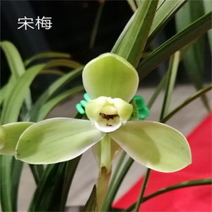 �����_����÷�m����ɏ���m �\������ �̨�����m���Ե�����Ȼ�Nֲ