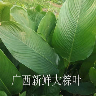 ll广西农家野生新鲜柊叶粽子叶裹粽大张粽叶现摘发货大粽叶冬叶-阿里巴巴