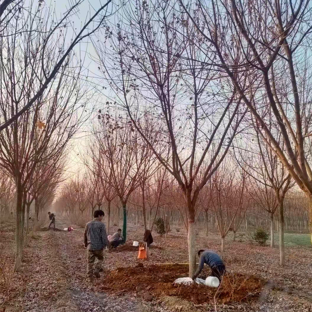 供应工程乔木五角枫 绿化风景树降价批发陕西低分枝五角枫/元宝枫