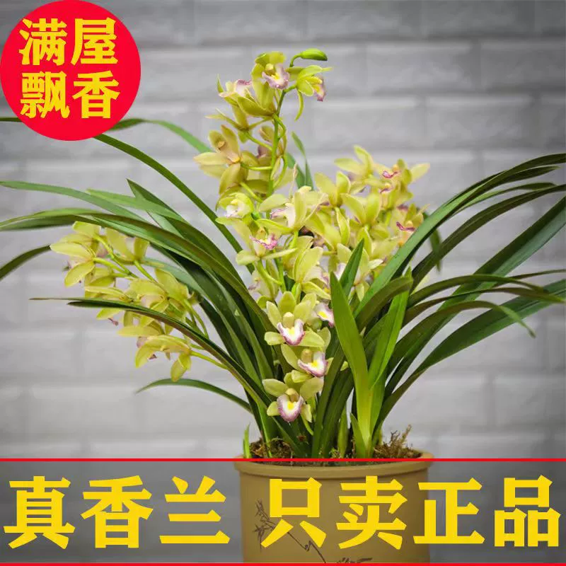 Бутик орхидей Ароматная Орхидея Ароматная ценная рассада орхидеи Jianlan Four Seasons Цветение комнатных цветов Растение в горшке Вечнозеленое все сезоны