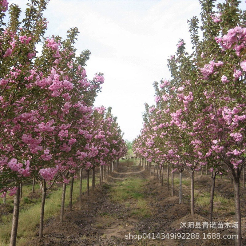 Питомник продает саженцы вишневого цвета Ранние и поздние саженцы вишневого цвета Озеленение деревьев вишневого цвета с полными спецификациями и большими скидками